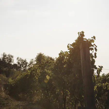 Dom wakacyjny Vigna Rocchetta *