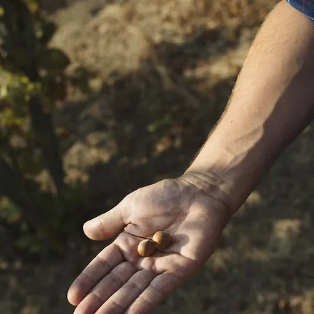 Vigna Rocchetta * Cassinasco