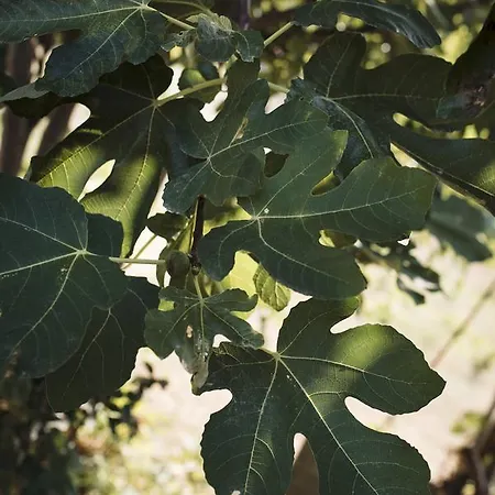 Vigna Rocchetta * Cassinasco