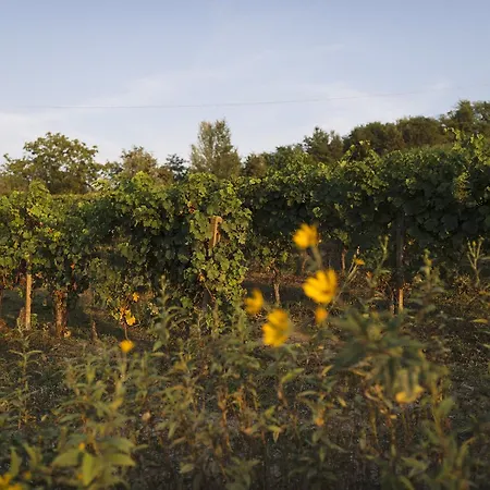 Vigna Rocchetta * Cassinasco
