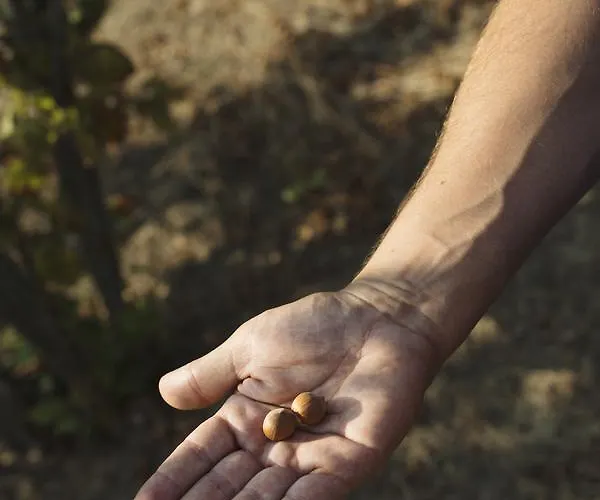 Vigna Rocchetta * Cassinasco