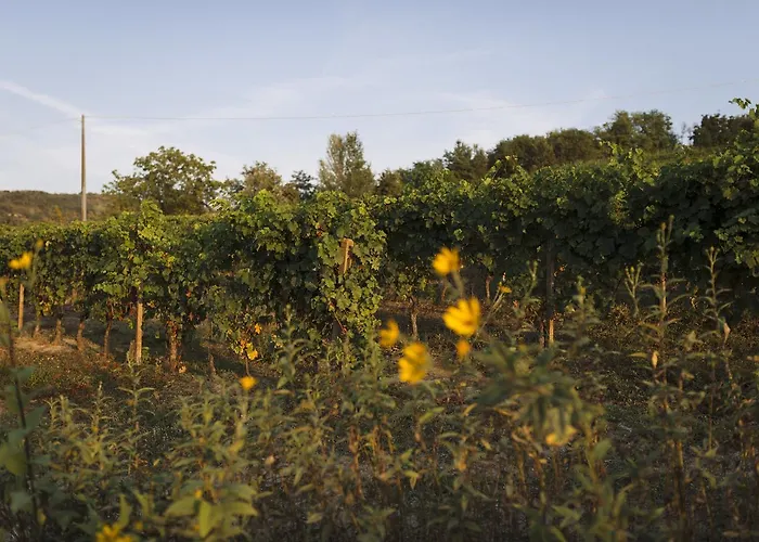 Vigna Rocchetta * Cassinasco